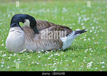 Eine Kanadagans, die auf Gras sitzt und ruht Stockfoto