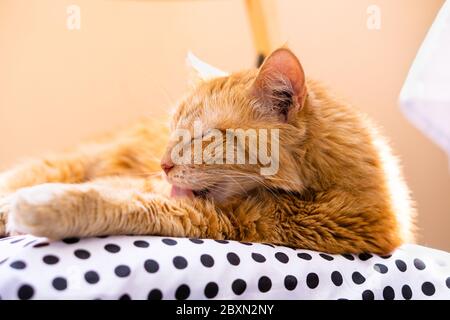Fauler Ingwer Katze zu Hause entspannen auf kuscheligen Kissen Pflege sich Stockfoto