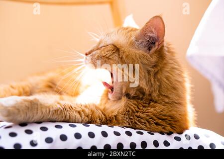 Faule Ingwer Katze zu Hause entspannen auf kuscheligen Kissen und Gähnen Stockfoto