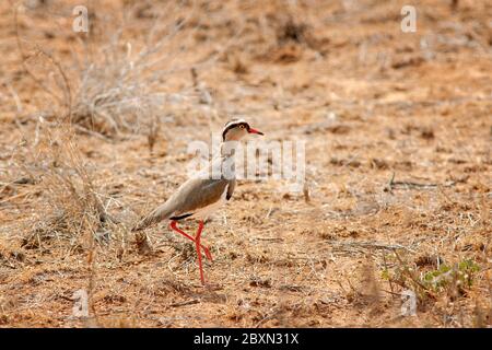 Gekrönter Kiebitz, Vanellus coronatus, im Samburu National Reserve. Kenia. Afrika. Stockfoto