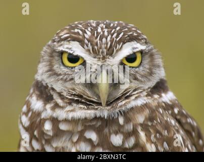 Athene Cunicularia, Kanincheneule Stockfoto