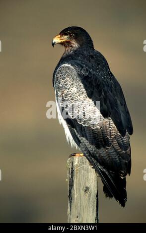 Geranoaetus melanoleucus, Bussardler, Südamerika Stockfoto