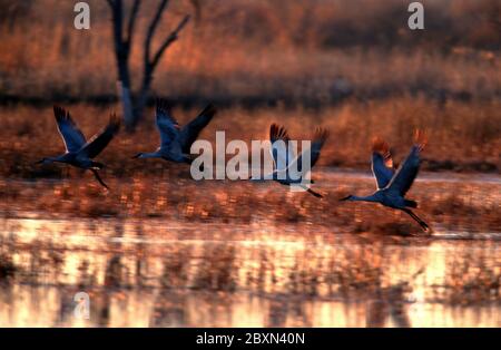 Sandhill Crane, Grus canadensis Stockfoto