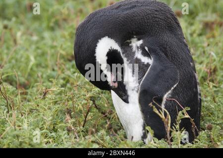 Magellan Pinguin Spheniscus magellanicus Stockfoto