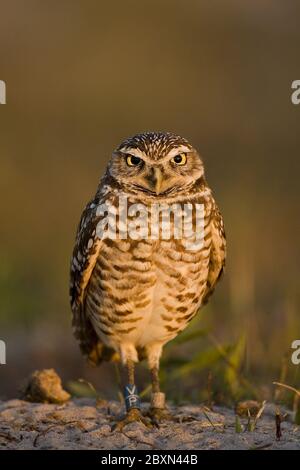 Athene Cunicularia, Kanincheneule Stockfoto