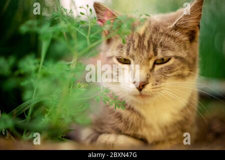 Schöne Esche Katze ruht im Garten zwischen dem grünen Gras und Blumen. Stockfoto