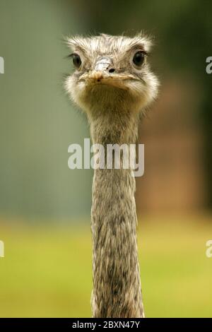 Nandu, pampastrauss, Rhea americana, Amerikanische Rhea, gemeinsame Rhea, größere Rhea Rhea greather Stockfoto