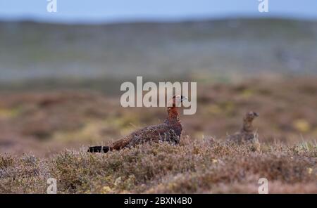 Rotkrüge, Lagopus scotica, auf Heidekraut Moor auf der Suche nach jungen Küken. Yorkshire Dales National Park, Großbritannien. Stockfoto