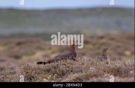 Rotkrüge, Lagopus scotica, auf Heidekraut Moor auf der Suche nach jungen Küken. Yorkshire Dales National Park, Großbritannien. Stockfoto