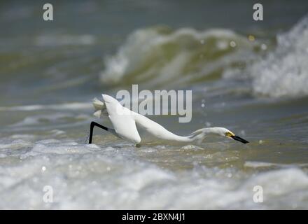 Snowy Egret, Brewster's Egret, kleine weiße Seidenreiher (Egretta thula) Stockfoto