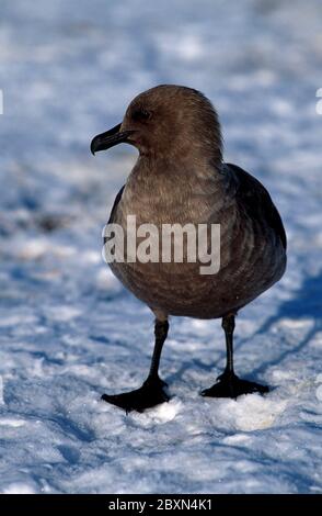 Stercorarius skua, stercorariidae, Skua Stockfoto