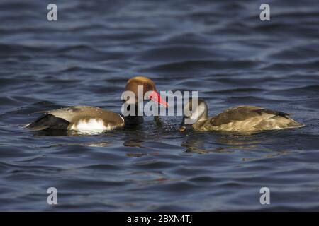 Netta rufina, Rotkiemchen-Pochard, Europa Stockfoto