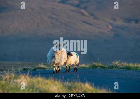 Dalesbred Schafe und Lamm auf einer Moorstraße in den Yorkshire Dales, Großbritannien. Stockfoto
