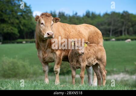 Limousin Kuh und Kalb, auf einer Weide, Schottland, Großbritannien. Stockfoto