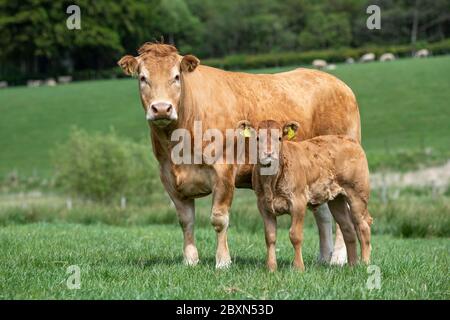 Limousin Kuh und Kalb, auf einer Weide, Schottland, Großbritannien. Stockfoto