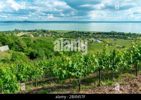 Schöne Aussicht auf den Plattensee mit Weinbergen vom Badacsony Hügel Stockfoto