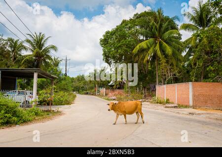 Phu Quoc, Vietnam - 29. Januar 2020 Sommerseesaenlandschaft auf der tropischen Insel Phu Quoc in Vietnam. Landschaft aufgenommen am Bai Dai Strand mit blauem Himmel Stockfoto