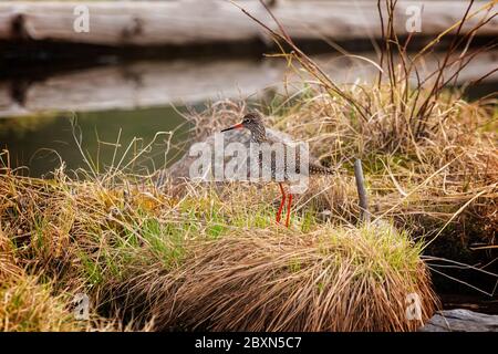 Bunte Sandpiper mit orangefarbenen Beinen und Schnabel zwischen den Sumpf-Zwickel Stockfoto