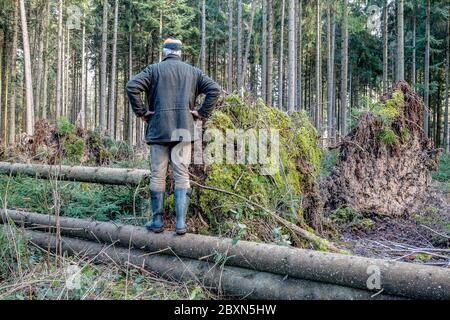 Ein Förster steht auf einem umgestürzten Baumstamm und untersucht die Schäden, die der Sturm im Wald angerichtet hat. Der Klimawandel bedroht Europas Wälder. Stockfoto