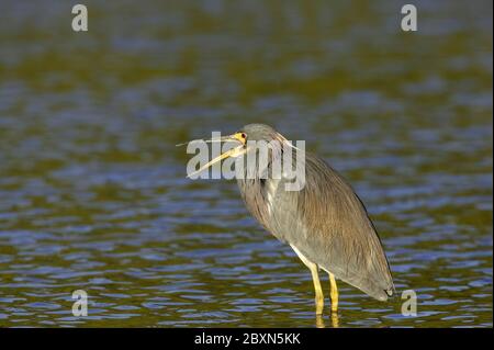 Egretta tricolor, Louisiana Heron Stockfoto