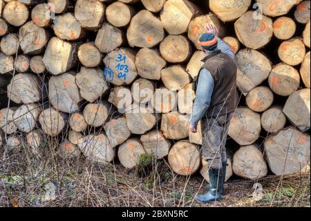 Ein Förster betrachtet einen Baumstämme-Stapel und ist besorgt über den Preis des Holzes. Stockfoto