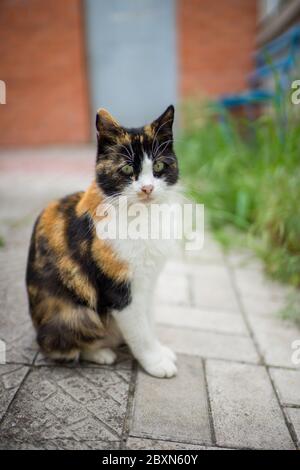 Dreifarbige Katze auf dem Steinboden im Frühlingsgarten Stockfoto