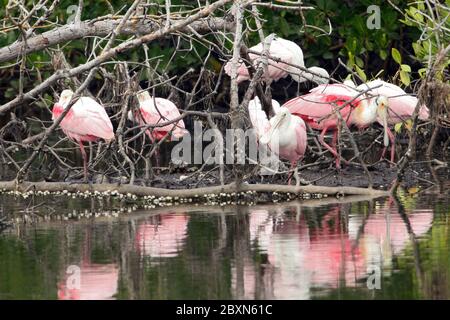 Roseate Spoonbill, Ajaja Ajaja, Everglades, Florida, USA Stockfoto