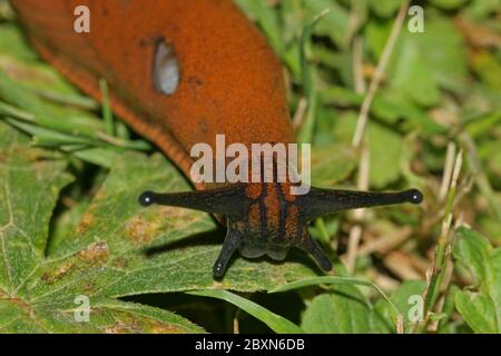 Rote Schnecke 'Arion rufus' Stockfoto