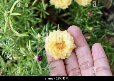 Schöne Blume, Gärtner Hodling Frische gelbe Purslane, Moosrose, Ten O'Clock, Sonnenrose oder Portulaca Grandiflora Blumen für die Pflege des Gartens Stockfoto
