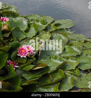 Rosa Seerosen, quadratisches Bild. Schöner rosa Lotus, Wasserpflanze mit Reflexion in einem Teich. Stockfoto