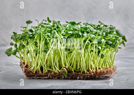 Micro Greens, Cress arugula. Eine Schicht von Microgreens auf einem hellen Hintergrund, Nahaufnahme, Kopierbereich. Stockfoto