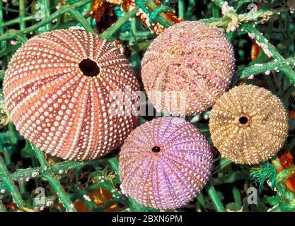 Makro Seeigel auf Hummer Käfigen Stockfoto