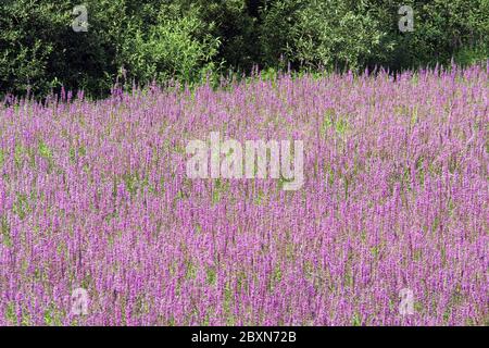 , Blutweiderich Lythrum salicaria, Blutweiderich, Lila lythrum, salicaire Gemeinde Stockfoto