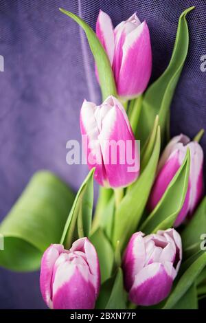 Fünf schöne weiße und violette Tulpen auf violettem Hintergrund Stockfoto