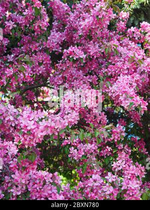 Baumblüten über verschwommenem Naturhintergrund. Frühlingsblumen. Frühling rosa Hintergrund mit Bokeh. Schöne Naturlandschaft mit blühenden Baum und Sonne. Stockfoto