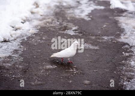 Eine weiße Taube, die im Winter in einem Park spazieren geht Stockfoto