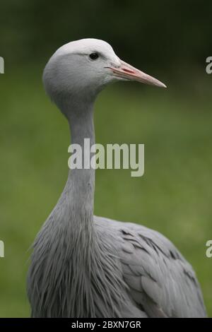 Anthropoides paradisea, Stanley Crane Stockfoto