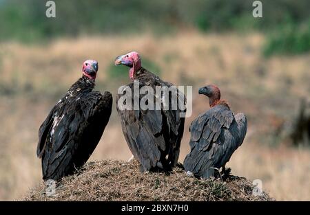 Abessinier, Torgos tracheliotus, Aegypius tracheliotus, afrika Stockfoto