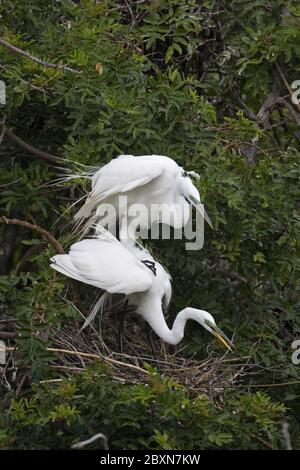 Große weiße Reiher, (Casmerodius albus) Stockfoto