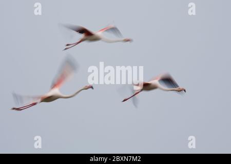 Großer Flamingo, phoenicopterus roseus Stockfoto