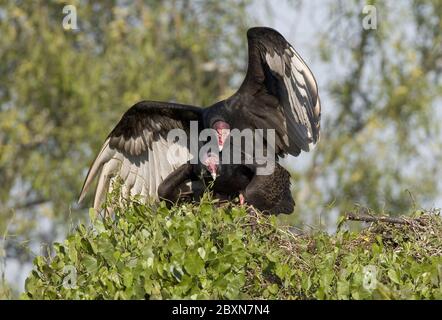 cathartes Aura, putengeier Stockfoto