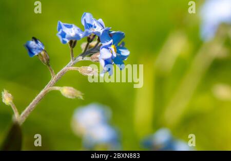 Nahaufnahme und wunderschön vor einem grünen Hintergrund in einem typisch englischen Garten, wenn der Frühsommer naht. Stockfoto