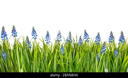 Frühlingsrand mit blauen Muscari-Blüten und grünem Gras auf weißem Hintergrund isoliert Stockfoto