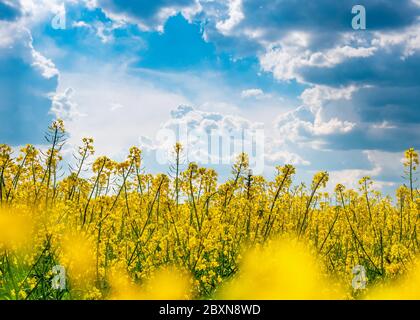 Gelbe Raps Feld und blauer Himmel mit Wolken an einem sonnigen Tag Stockfoto