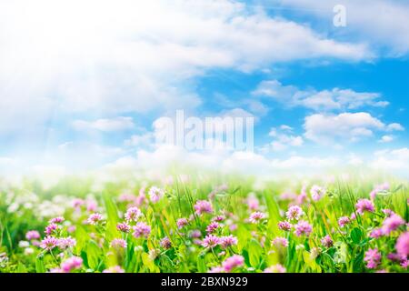 Klee blüht im grünen Feld mit Sonnenschein. Frühling oder Sommer Naturlandschaft mit blauem Himmel und weißen Wolken Stockfoto