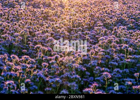 Schöne lila blühende Phacelia Feld in den Sonnenuntergang natürliche Landschaft Muster Stockfoto