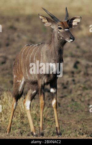 Nyala, Tragelaphus angasii, Mkuzi NP, Südafrika Stockfoto