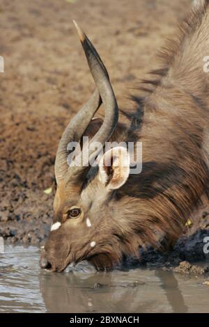 Nyala, Tragelaphus angasii, Mkuzi NP, Südafrika Stockfoto