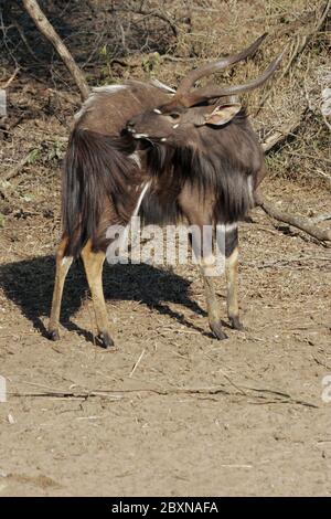 Nyala, Tragelaphus angasii, Mkuzi NP, Südafrika Stockfoto