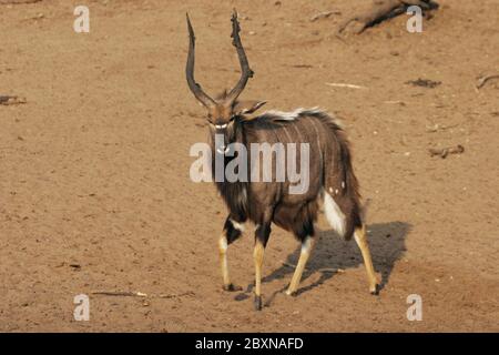 Nyala, Tragelaphus angasii, Mkuzi NP, Südafrika Stockfoto